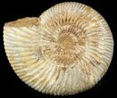 Perisphinctes Ammonite - Jurassic #46921-1